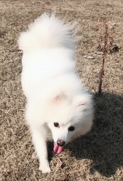 南京雨花区寻找我的银狐犬