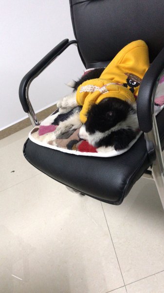 长沙边牧可乐走失寻回启事