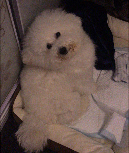 上海浦东新区寻找白色比熊犬小白