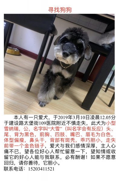 太原迎泽区寻找雪纳瑞小白