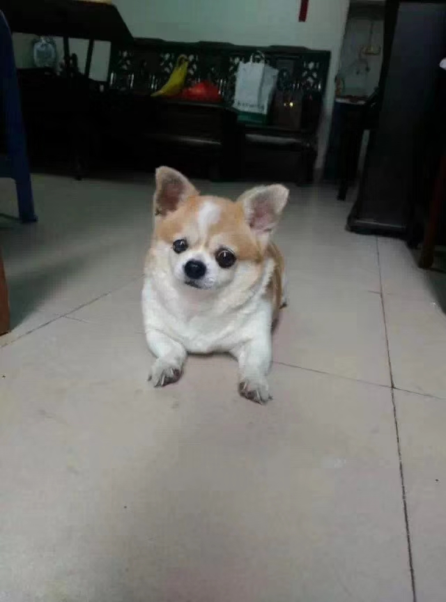 广州寻狗启事：Macy，白色吉娃娃走失，快回家吧！