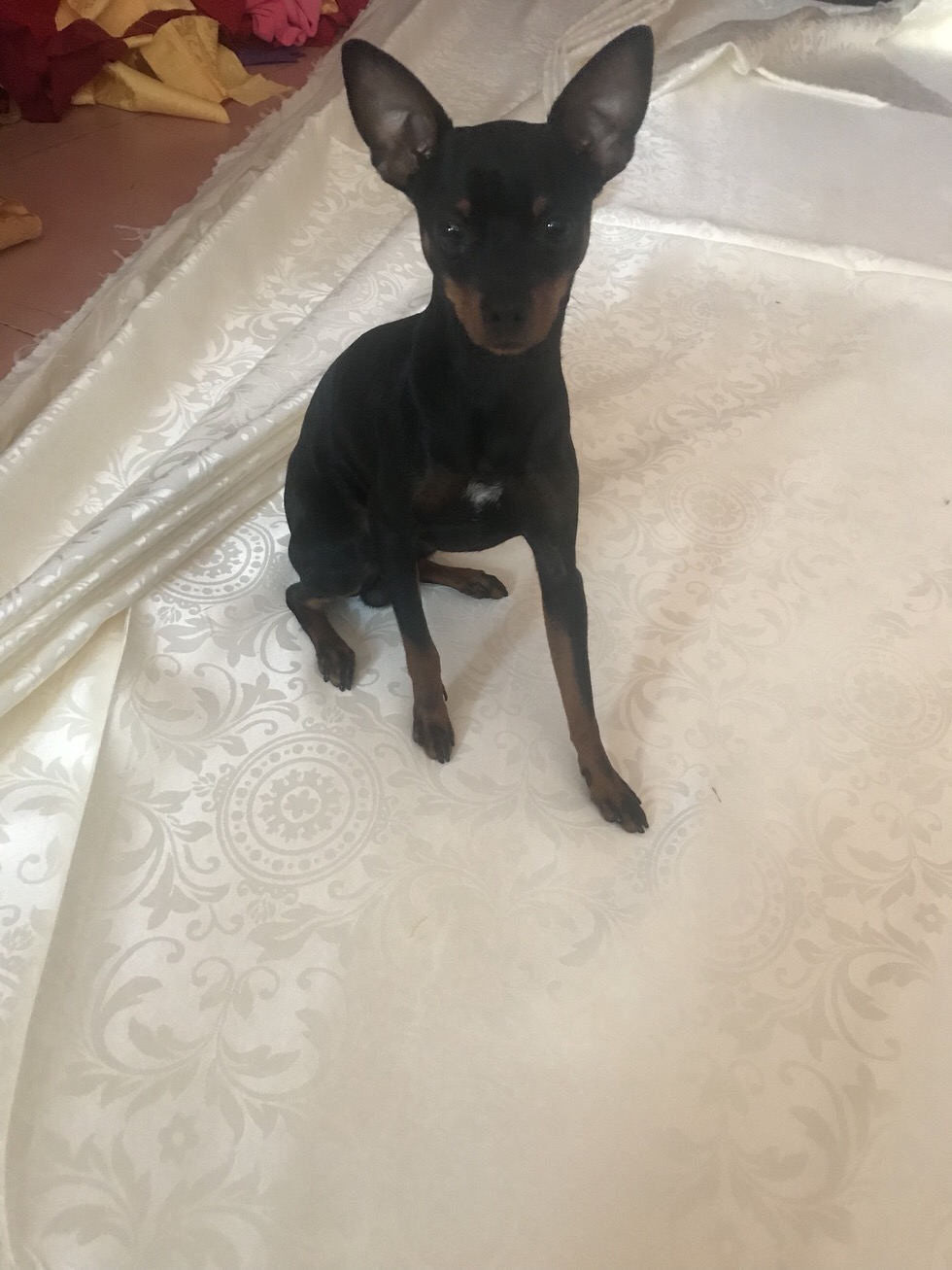 昆明西山区邦盛电器城附近寻小鹿犬皮皮
