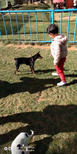 昆明寻狗启事：小鹿犬走失