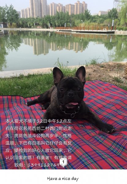 西安急寻虎斑色公牛斗仔仔