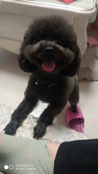 邯郸寻找黑色泰迪宝宝，必有重谢