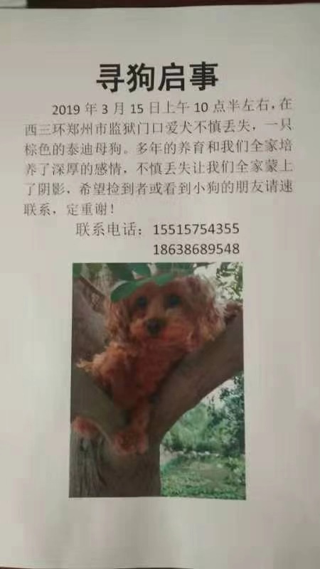 寻找我的泰迪Mary，重金悬赏！
