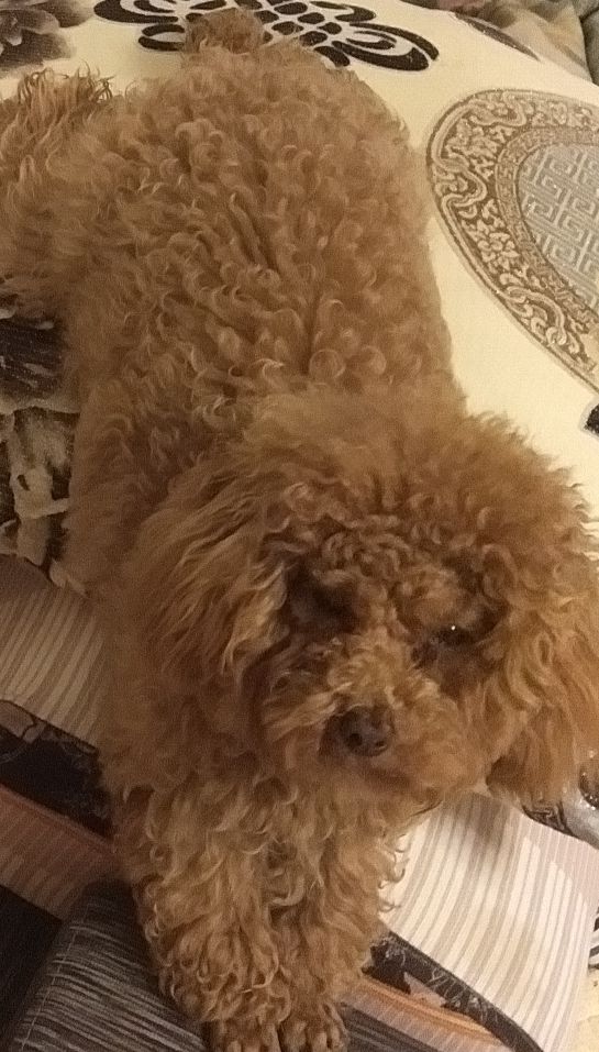 遵义市十六中周围丢失泰迪犬红火寻狗启事