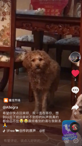 重庆合川盘龙市场小桥名都附近寻找泰迪豆豆的失主