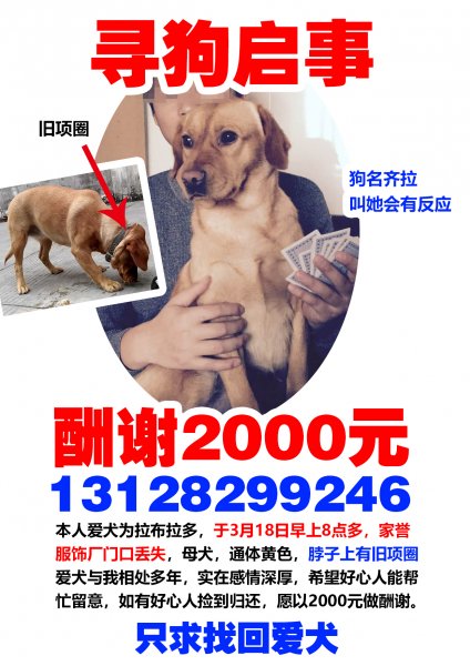 广州拉布拉多寻狗启事，2000元酬谢，旺财走失