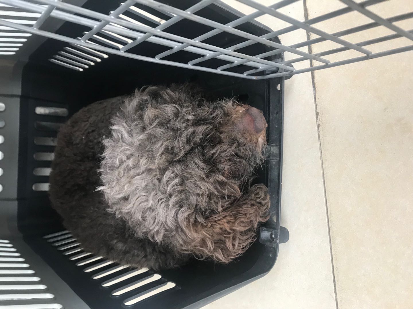 寻找贵宾小泰|广州白云区赵小姐寻狗启事