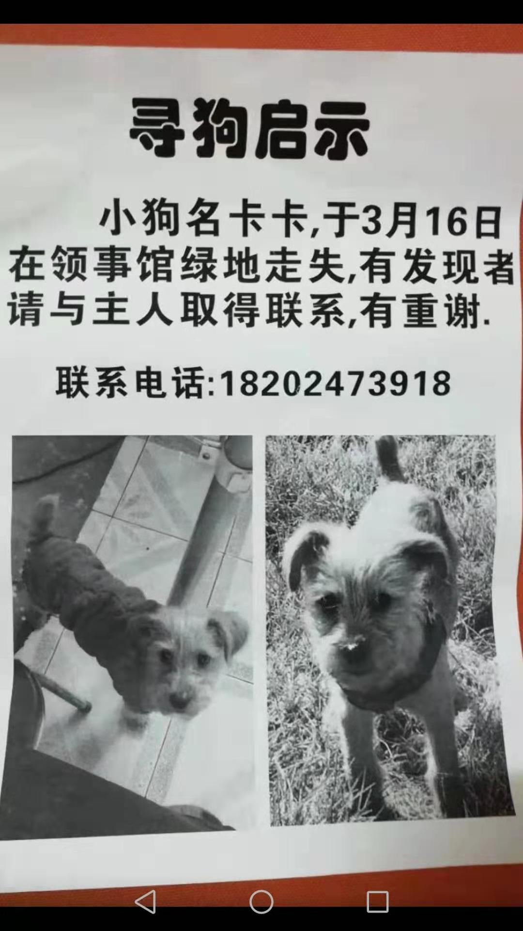 沈阳寻狗启事：黄色绒毛小狗小黄走失，急需帮助