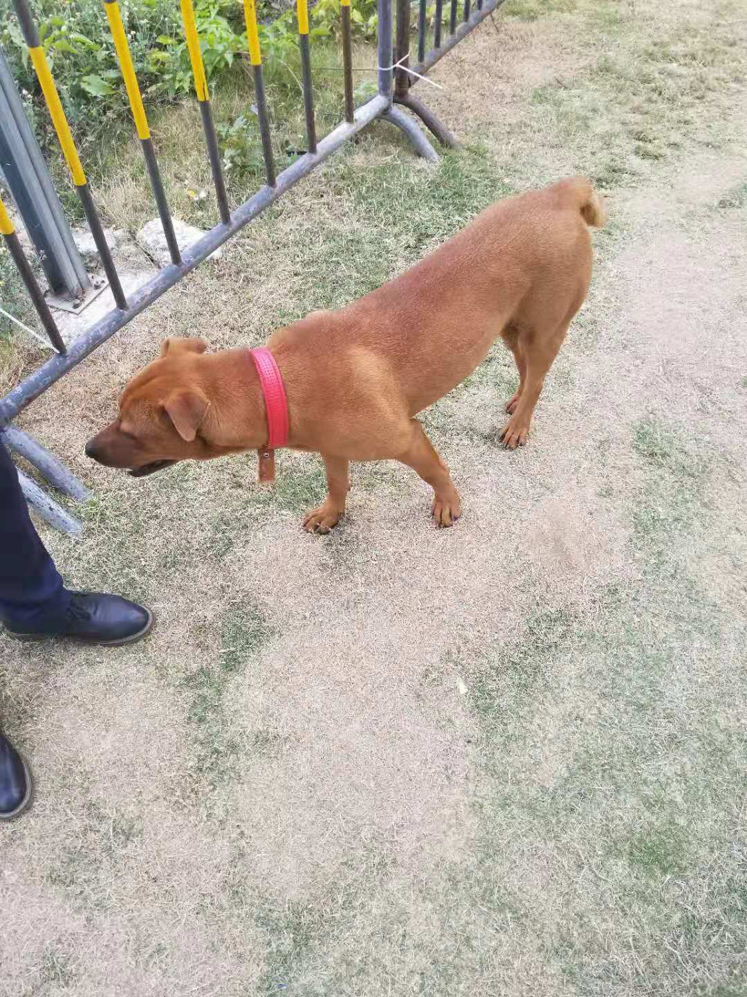 深圳湾体育中心东南角走丢只狗狗