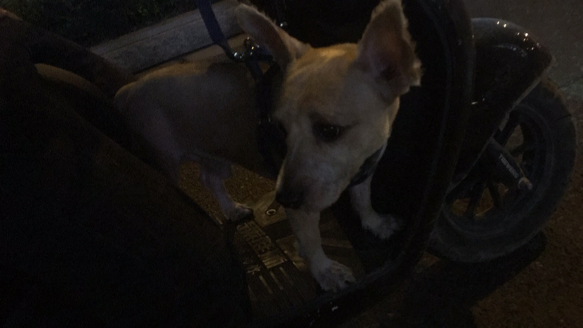 苏州寻宠 | 寻找金黄色串串狗乐乐