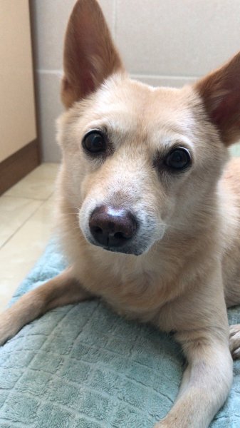 【寻狗启事】2000元寻狗，中华田园犬，朝阳区环铁艺术城附近！