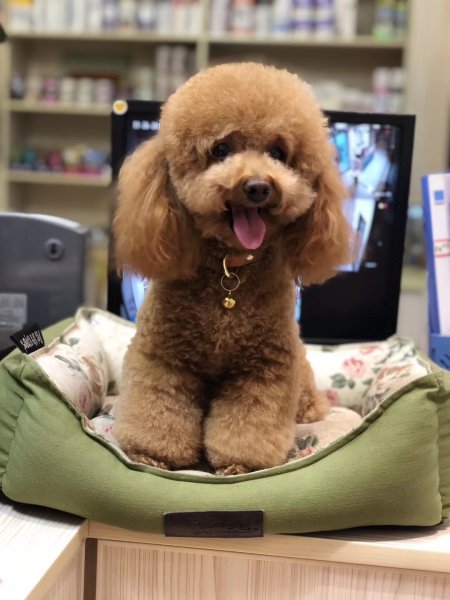 合肥寻狗启事：泰迪母犬三宝失踪，求好心人提供消息