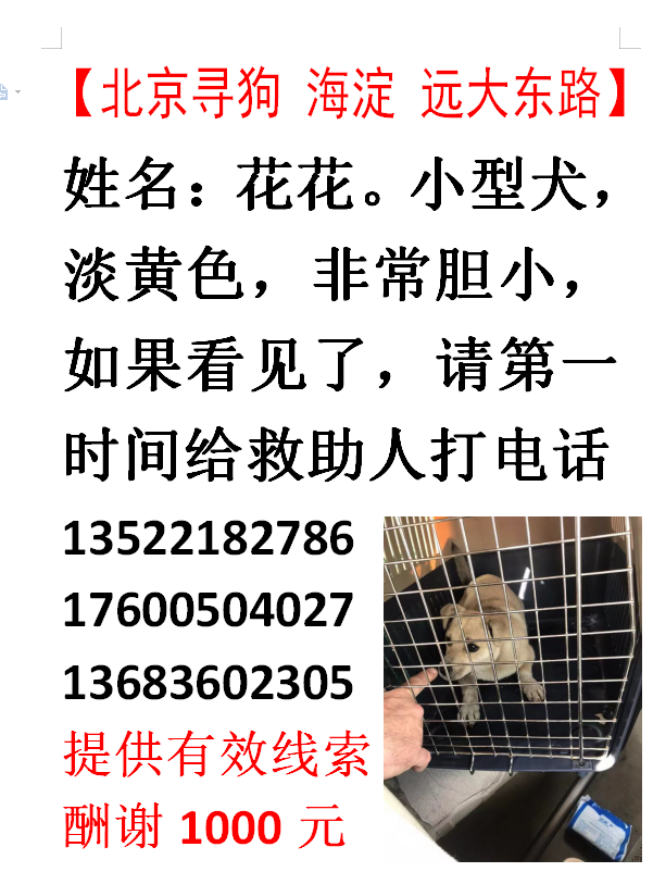 寻找远大园1区门口走失的母狗小黄
