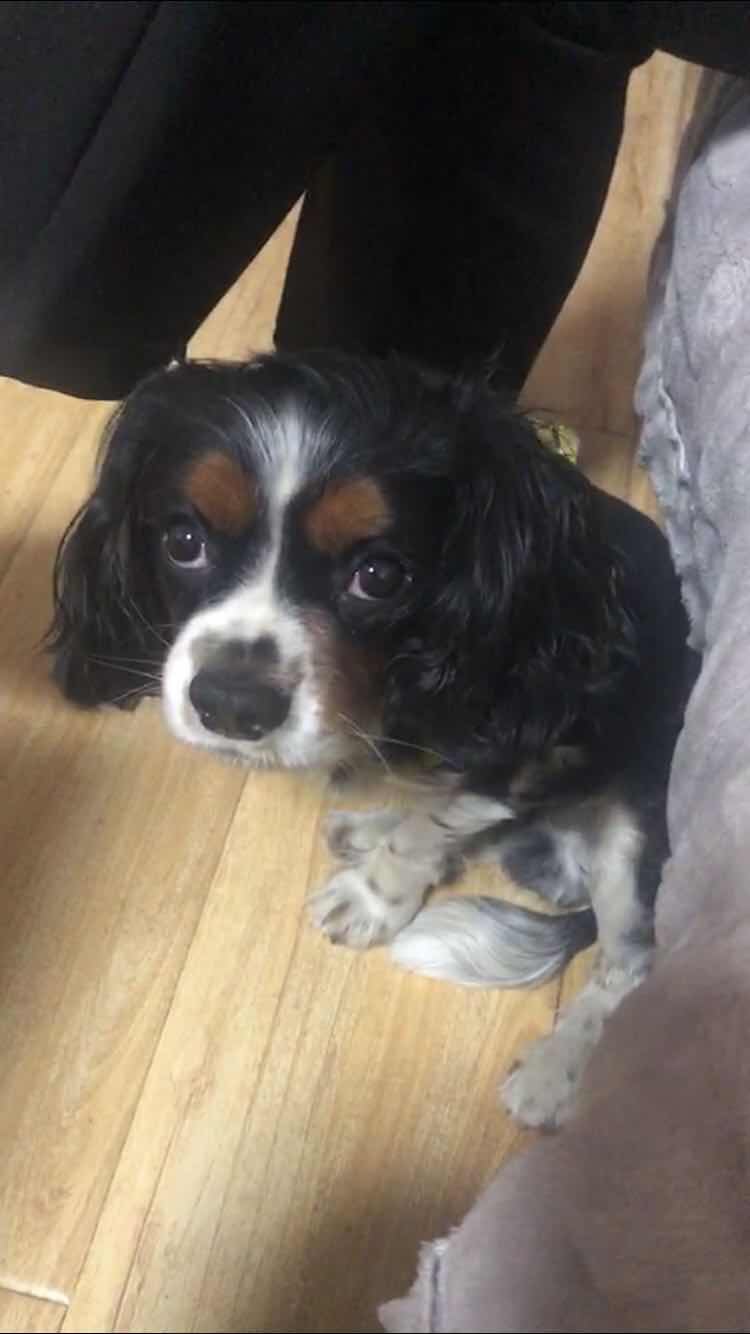 寻猎犬|黑白小猎犬丢失|银川西夏区