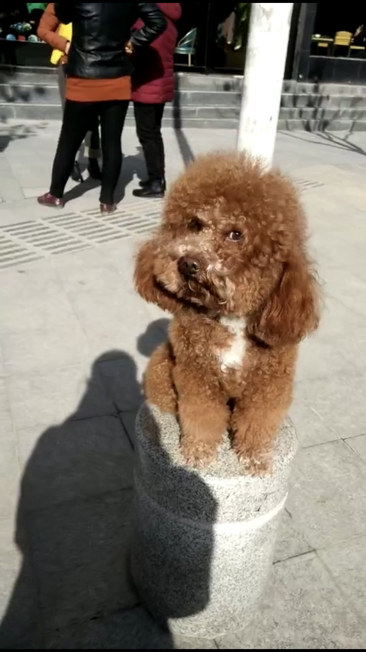 重庆朝天门寻找走失的棕色泰迪宝宝