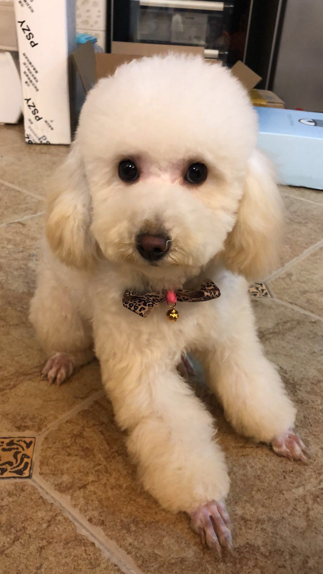 长春寻狗启示：泰迪犬米米走失，请帮帮忙！