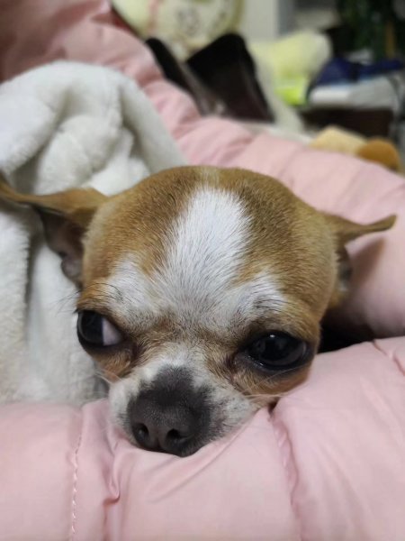 昆明寻找多多吉娃娃狗