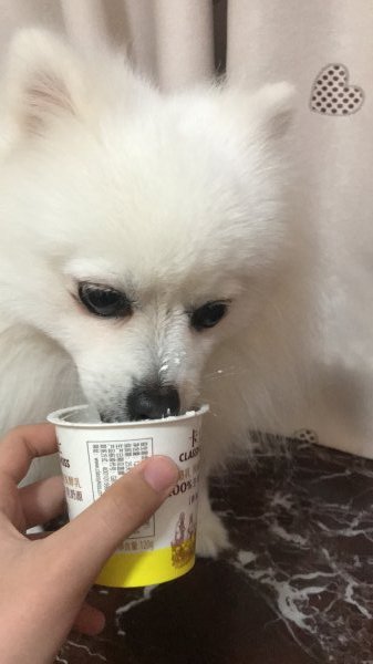 梅州寻博美犬当当启事