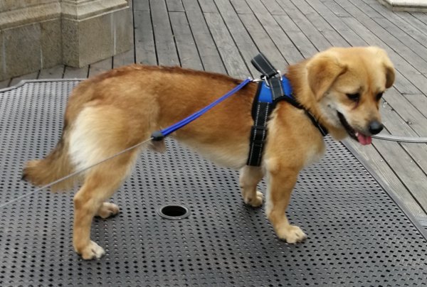 失踪小土狗“黄豆”寻找启事：镇江