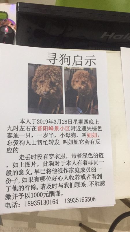 【急寻】太原失踪泰迪犬 小白走丢
