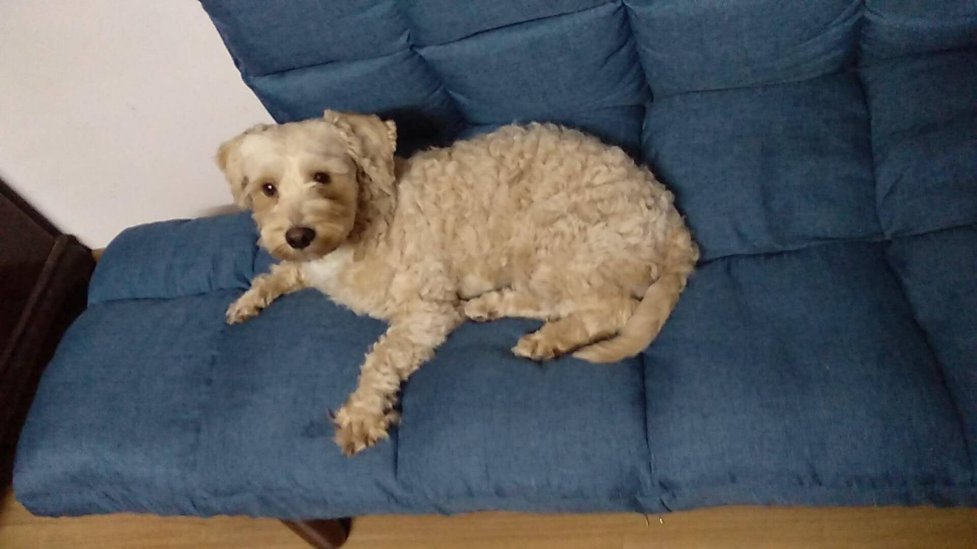 上海市普陀区杨家桥第一小区丢失爱犬寻狗启事