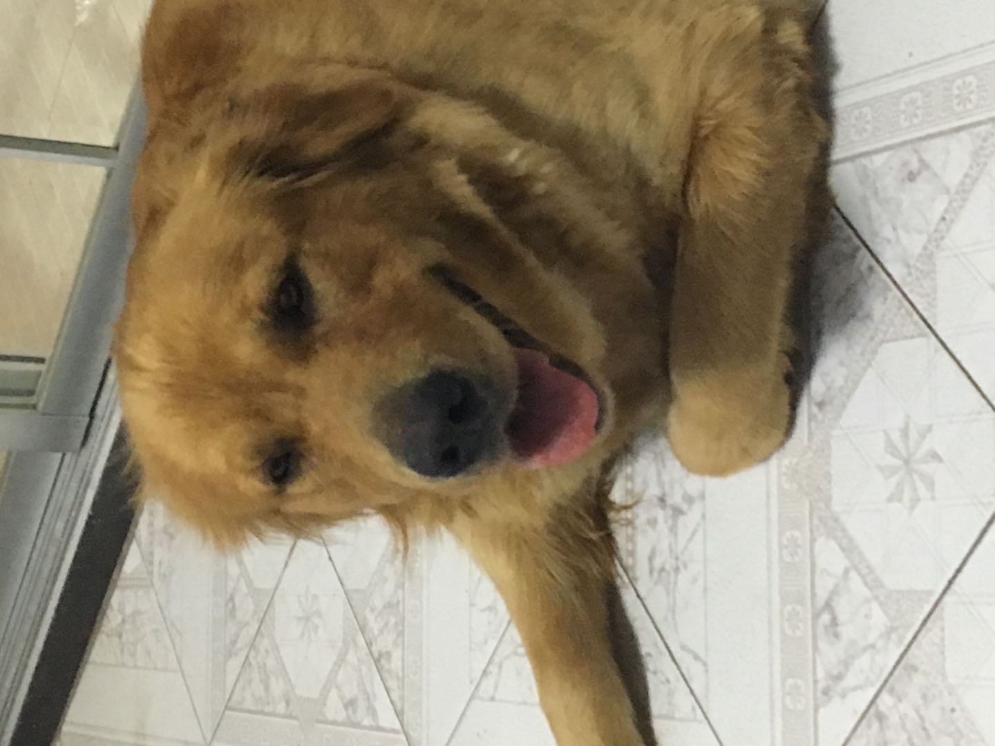 南京市下关区金陵小区丢失金毛犬旺财