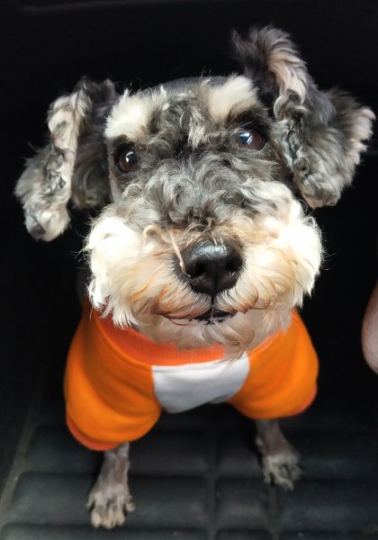 寻找陪伴十年的爱犬希希