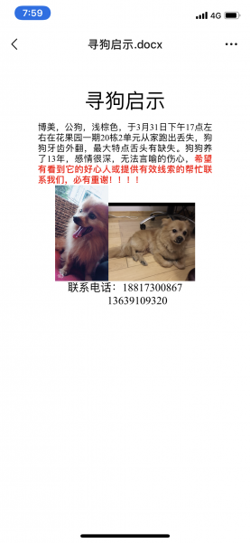 博美狗小白在花果园区丢失寻找启事