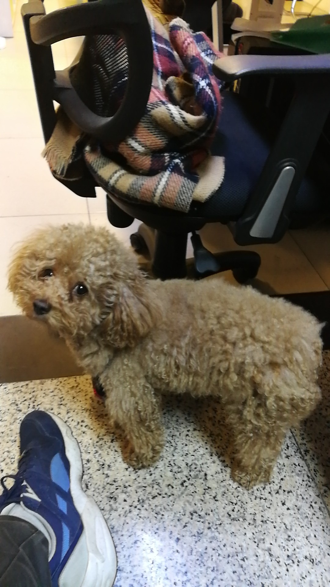 广州寻贵宾仔小的