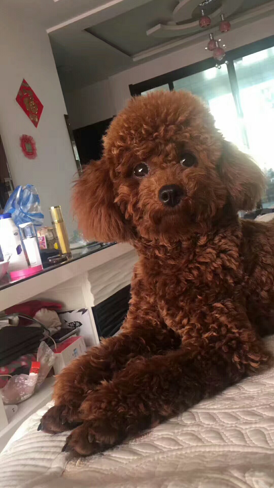 寻找失踪的泰迪狗