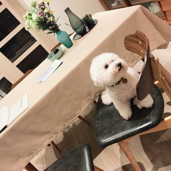 4月1日贵阳市比熊犬丢失 寻狗启事