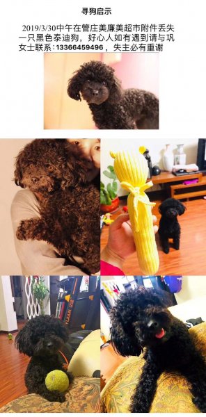 泰迪迪迪走失寻狗启事