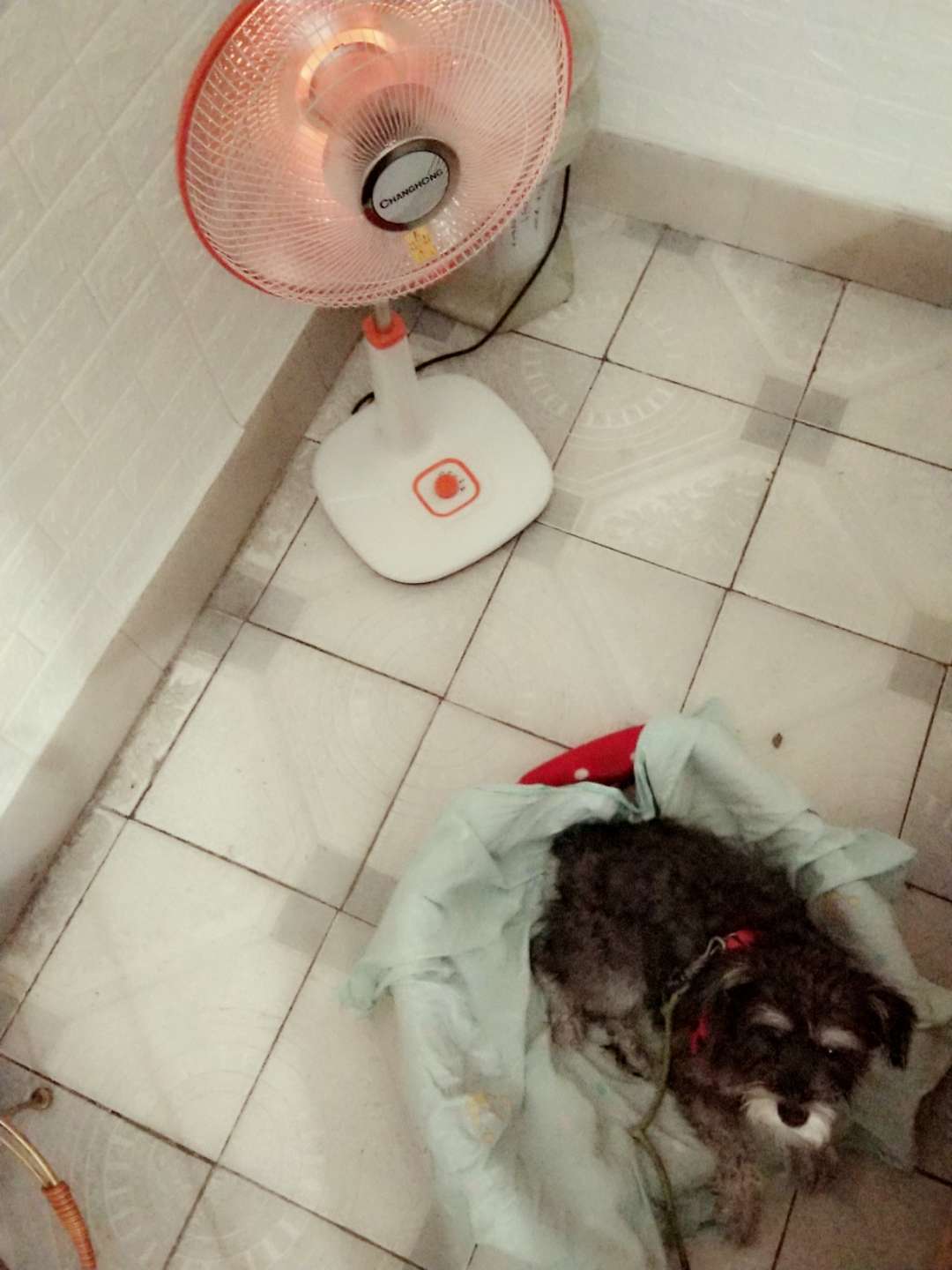 寻找黑灰色雪纳瑞NiNi(妮妮)