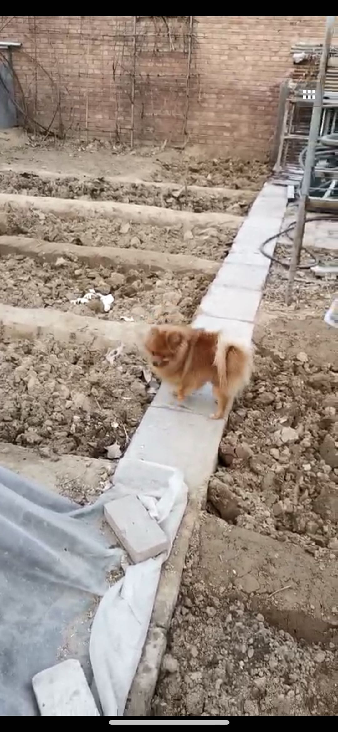 北京|丢失宠物博美犬：双双寻回启事