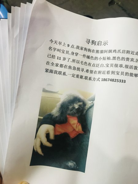 寻找走失的黑色贵宾宝贝在长沙芙蓉区失踪