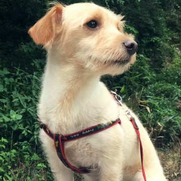 金色田园犬YOYO走失求线索