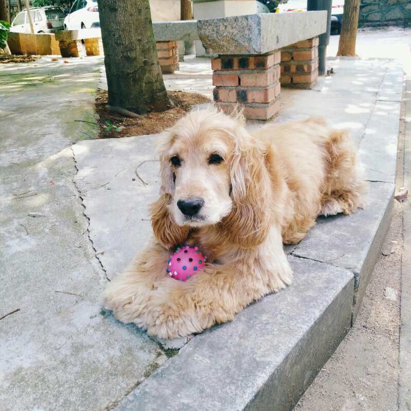 湖南农大失落的8岁可卡犬“小白”寻狗启事