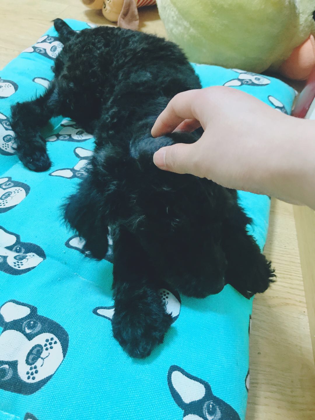 成都7个月黑色泰迪狗弟弟玖玖走失寻狗启事