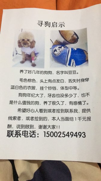 兰州宝石花路丢失泰迪小白急需寻找