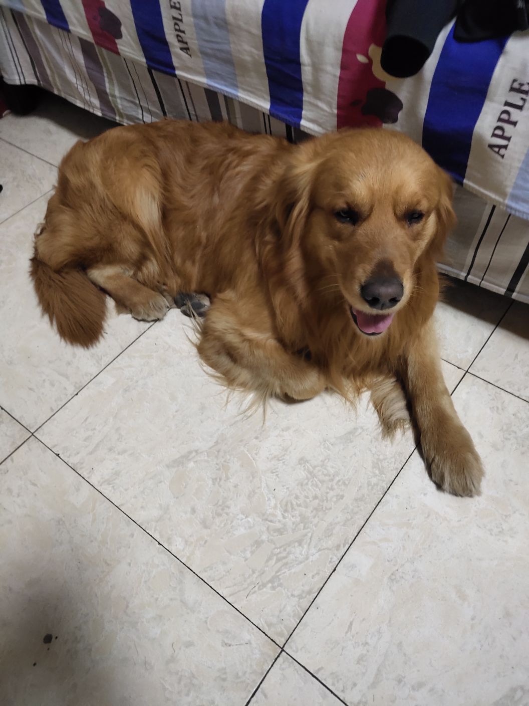 山西省朔州市寻找爱犬金毛旺财