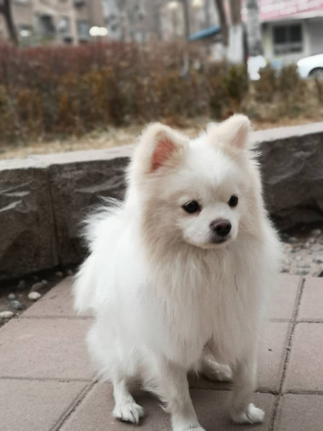 山东济南寻找白色博美宠物