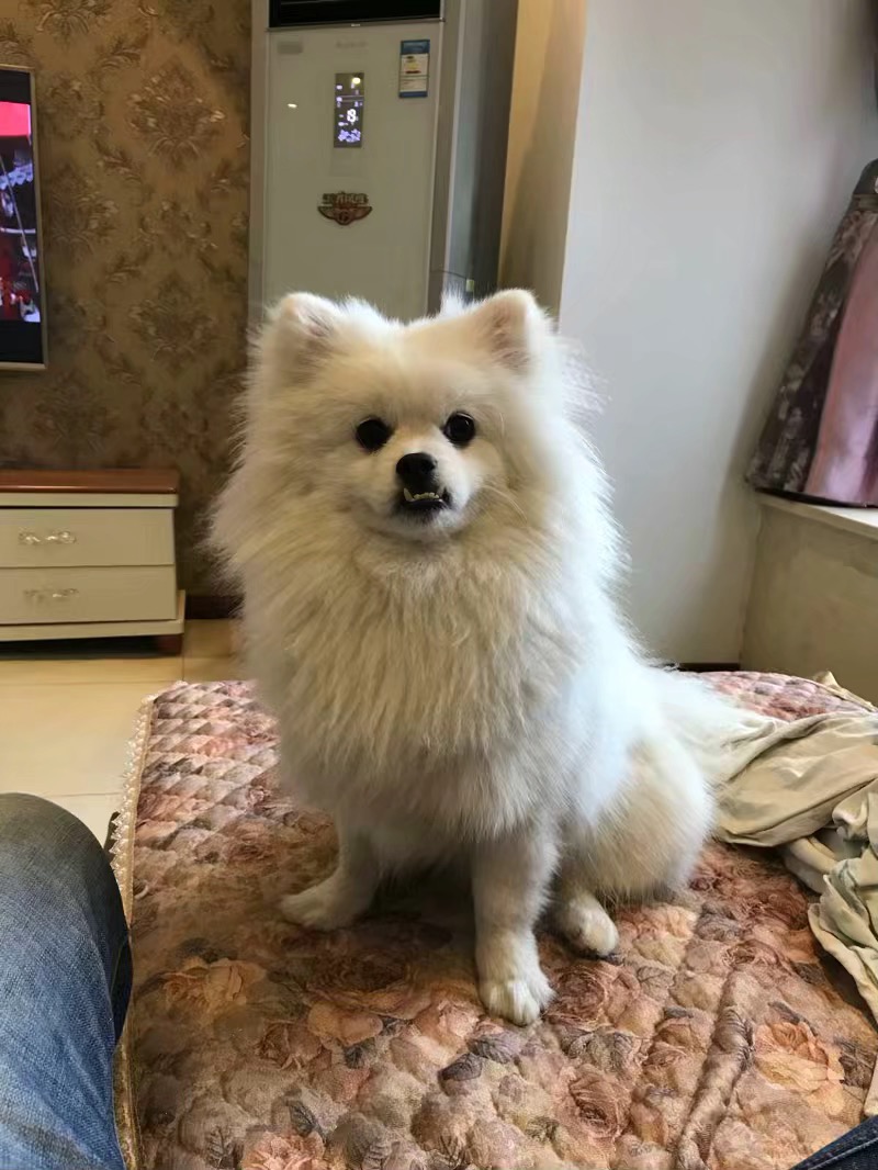 重庆九龙坡蟠龙寻狗：伊布走失启事