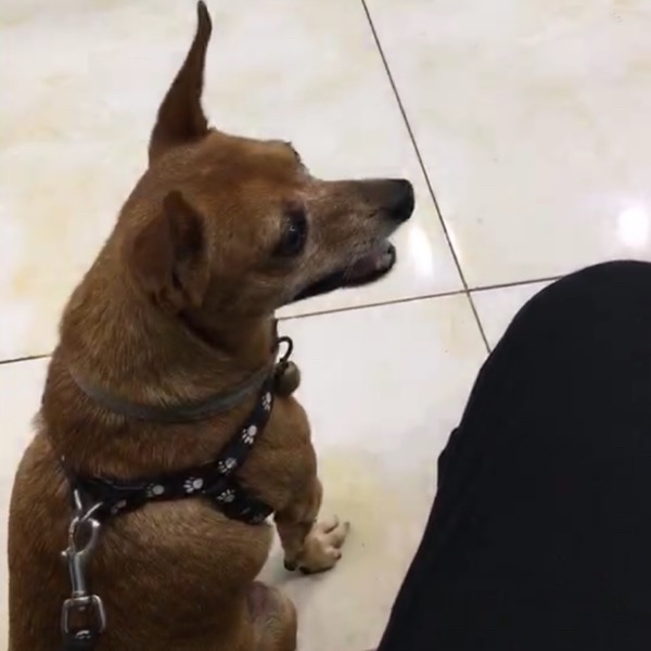 淮安区萧湖一带有偿寻狗！小鹿犬卡比走丢了，求帮助！