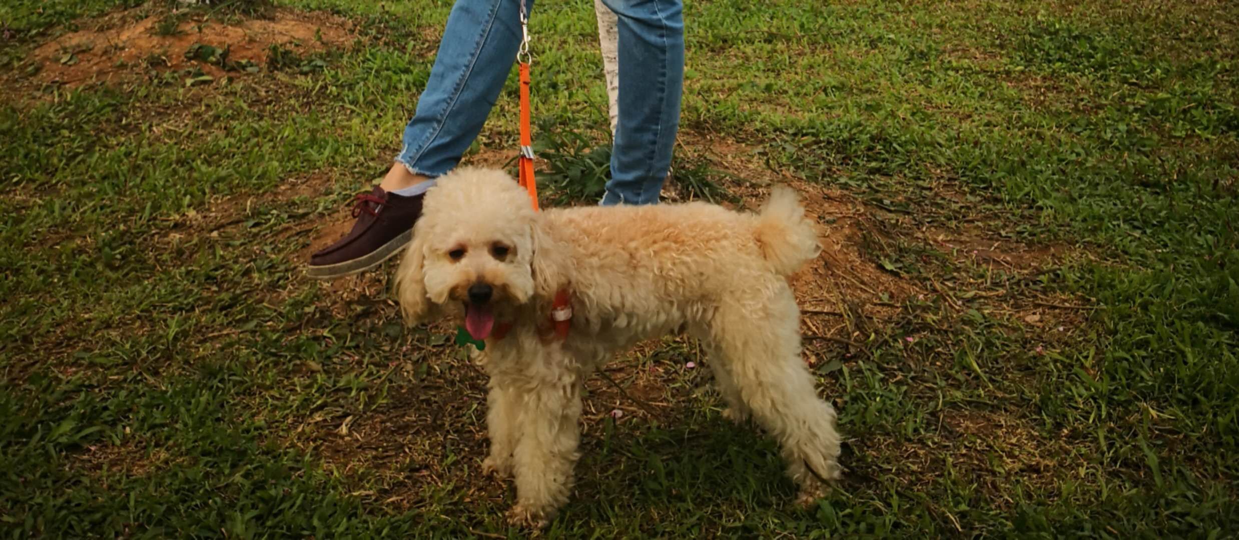 东莞寻宠启事：贵宾犬童童走失，重酬！