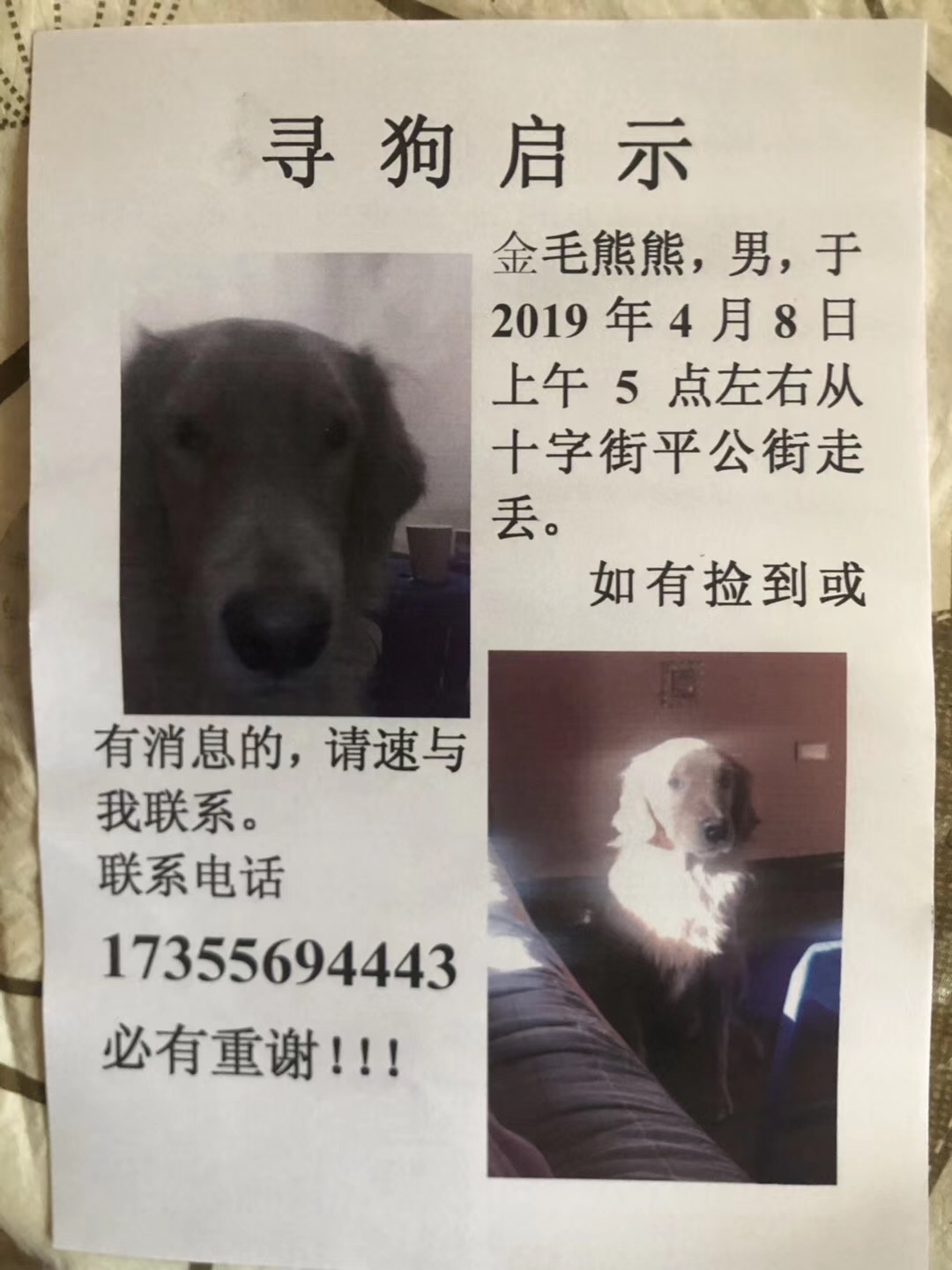 寻找金毛熊熊