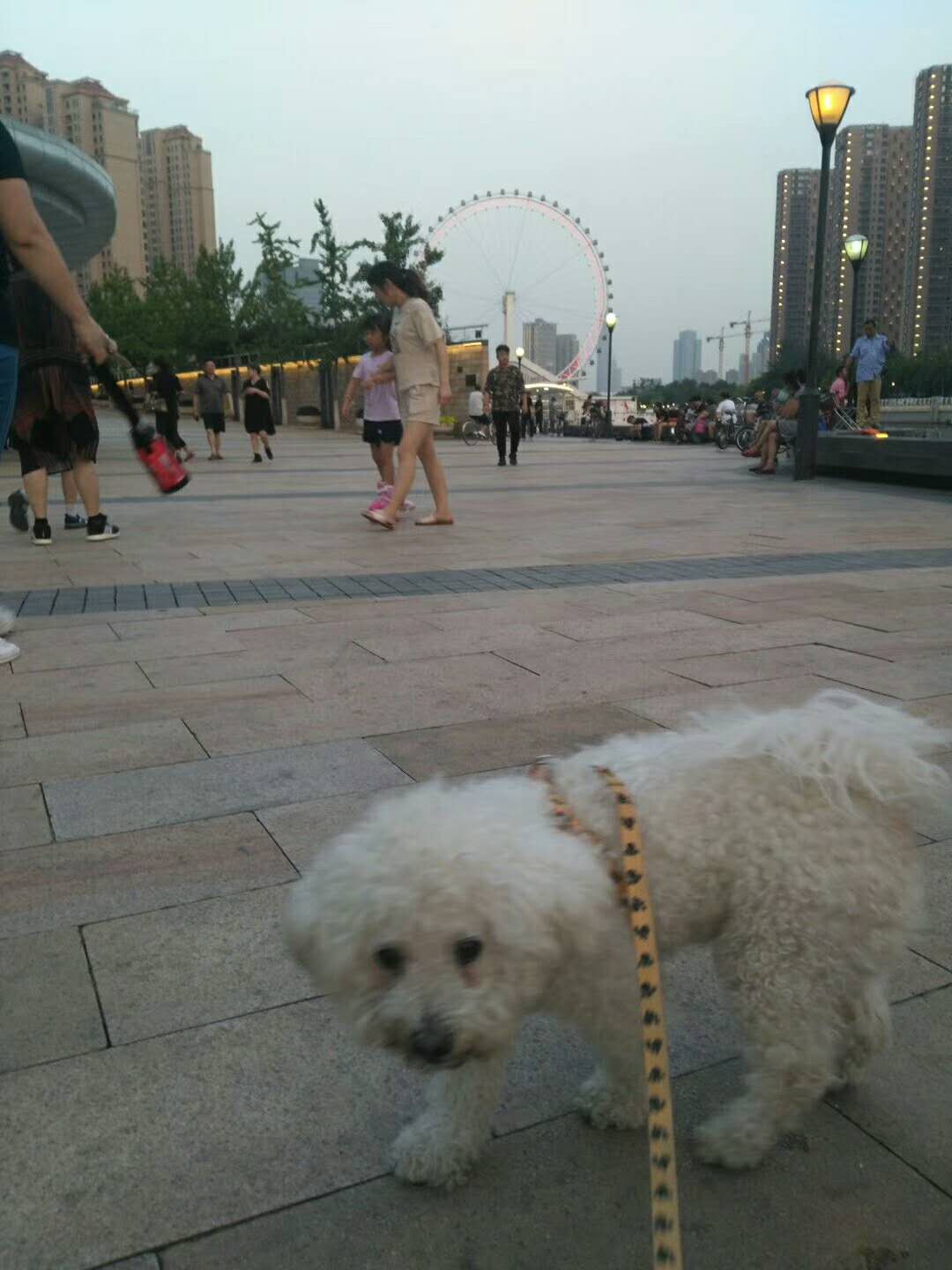 天津寻狗启事：白色比熊小白在西于庄后大道附近走失