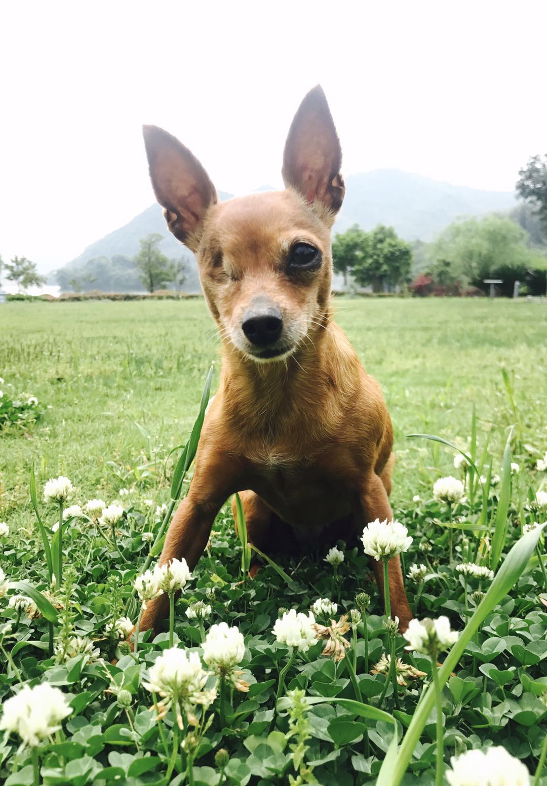 上海寻找独眼狗娃小四，10岁小鹿犬走失启事